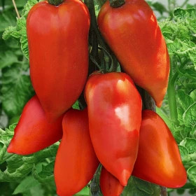 Корнабель Ц(Н)