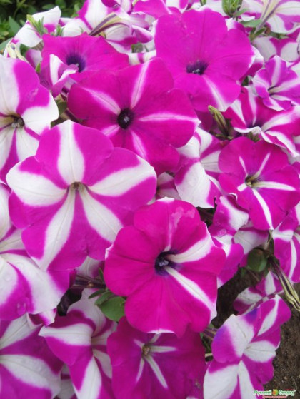 Баскин Робинз Ц(Н)