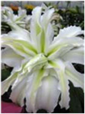 Полар Стар 12/14 (вост.махр) 5шт