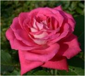 Акапелла (ЗКС) ЖИЛЯК