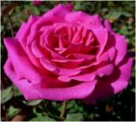 Бабкина (ЗКС) ЖИЛЯК