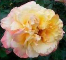 Катрин Лаборде (ЗКС) ЖИЛЯК