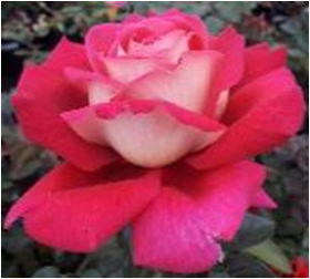 Кроненбург (ЗКС) ЖИЛЯК