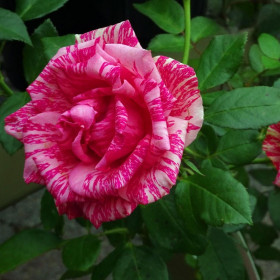 Пинк Интуишн (ЗКС) ЖИЛЯК