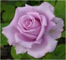 Си Си (ЗКС) Жиляк