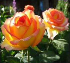 Сальвадор (ЗКС) ЖИЛЯК