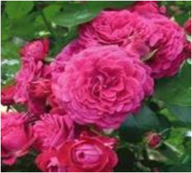 Домейн де Ст (ЗКС) ЖИЛЯК