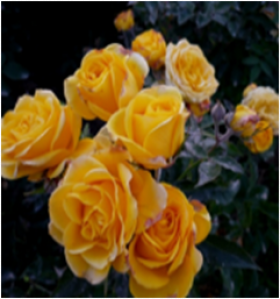 Казино (ЗКС) ЖИЛЯК