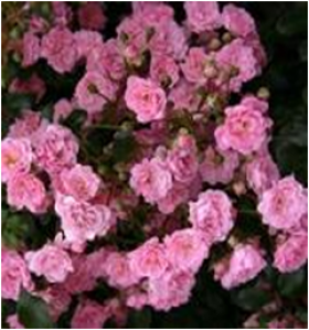 Фейри (ЗКС) ЖИЛЯК