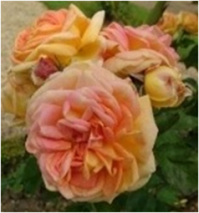 Алкимист (ЗКС) ЖИЛЯК