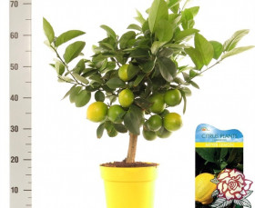 Лимон Мейера 1шт Поиск