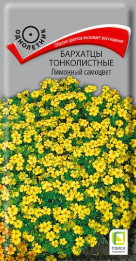 Лимонный самоцвет тонколистный 0,1 гр.Ц(Поиск)