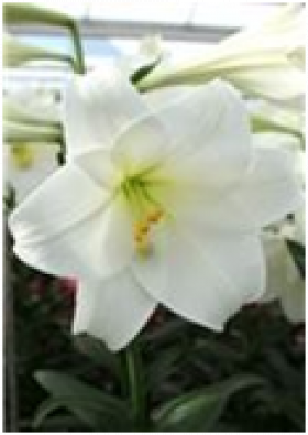 Линкольн (лонг)  5шт