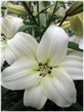 Литва (ЛА) 7шт