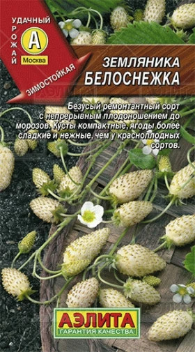 Белоснежка Ц(А) земляника