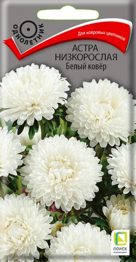 Белый ковер низкорослая Ц(Поиск)