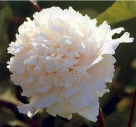 Белый кристалл/1шт