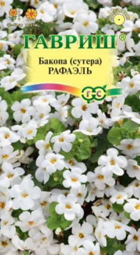 Рафаэль Ц(Г)