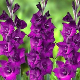 Шоуберд 10/12 8шт