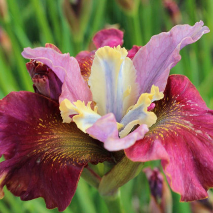 Черри Флинг сибирский 1шт