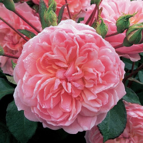 Анна Болейн (ЗКС) ЖИЛЯК