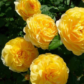 Молинью (ЗКС) ЖИЛЯК