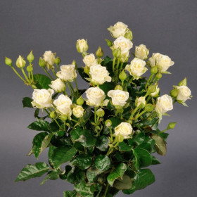 Сноу Флэйк (ЗКС) ЖИЛЯК +