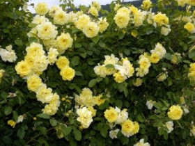 Голден Элеганс (ЗКС) ЖИЛЯК