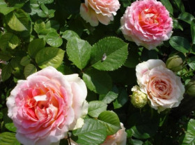 Цезарь (ЗКС) ЖИЛЯК