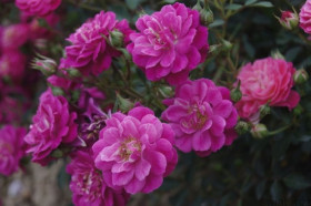 Сиреневый дождь (ЗКС) ЖИЛЯК