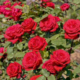 Ботэро (ЗКС) ЖИЛЯК