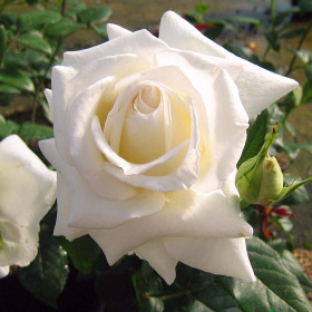 Карен Бликсен (ЗКС) ЖИЛЯК