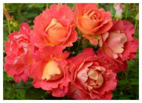 Декор Арлекин (ЗКС) ЖИЛЯК