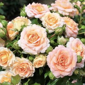 Концерто (ЗКС) ЖИЛЯК