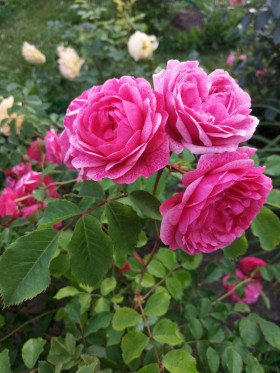 Морден Руби (ЗКС) ЖИЛЯК