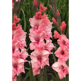 Силесте 10/12 10шт