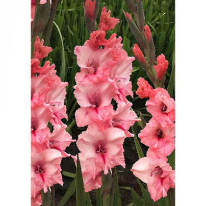 Силесте 10/12 10шт