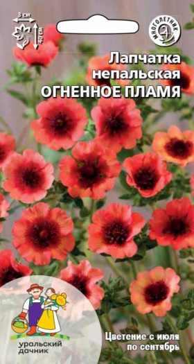 Огненное пламя непальская Ц(УД)