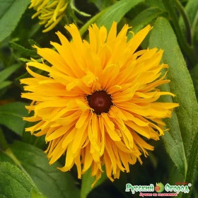 Дорога к славе Ц(Н)