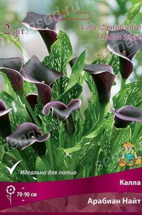 Арабиан Найт 2шт Поиск