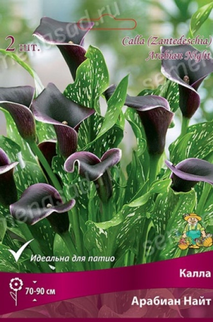 Арабиан Найт 2шт Поиск