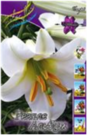 Регале Албум 12/14 (труб) 5шт