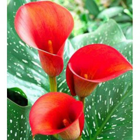 Ред Алерт 2шт/уп