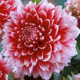 Ред энд Уайт Фубуки 1шт