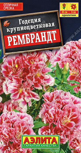 Рембрандт махровая Ц(А)