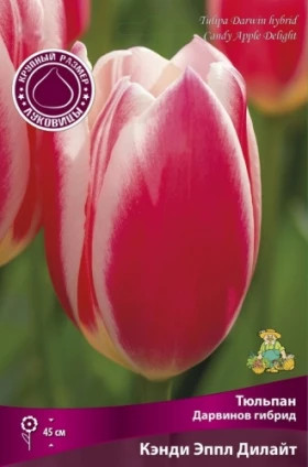 Кэнди Эппл Дилайт 12+, 5шт Поиск