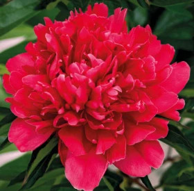 Генерал Мак-Магон 1шт