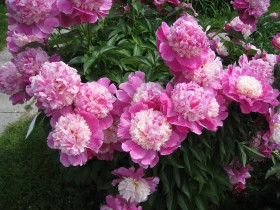 Кора Стаббс 1шт Поиск