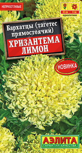 Хризантема лимон прямост. Ц(А)