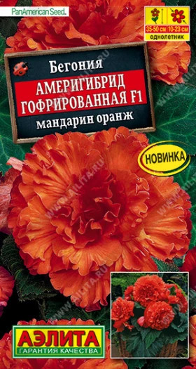 Америгибрид гофрированная мандарин оранж Ц(А)